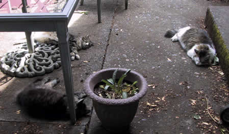 Cats on the back patio.